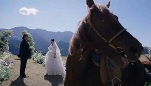 Tierischer Hochzeitscrasher: Pferd macht sich mit Deko aus dem Staub