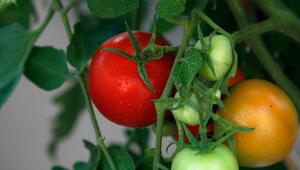 grüne und rote Tomaten am Strauch
