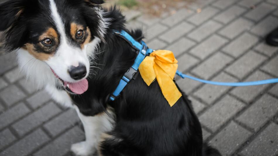 Hund mit gelber Schleife