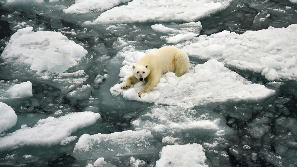 Eisbär auf Eisscholle