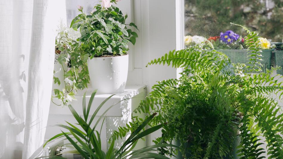 Winter: Welche Pflanzen nicht auf der Fensterbank stehen sollten