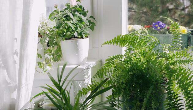 Winter: Welche Pflanzen nicht auf der Fensterbank stehen sollten
