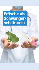 Frösche als Schwangerschaftstest