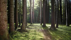 Wald