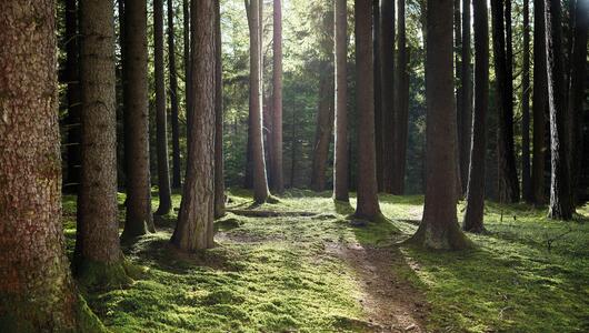 Wald