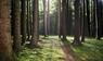 Wald