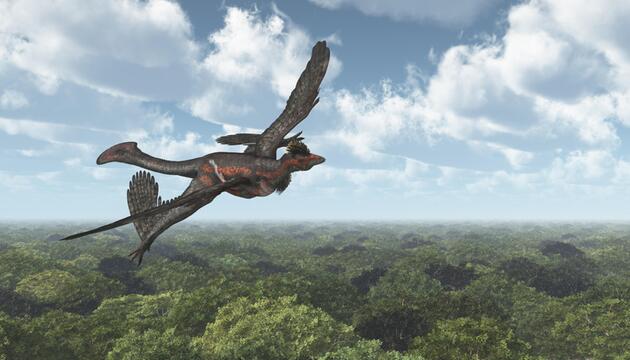 Microraptor im Flug