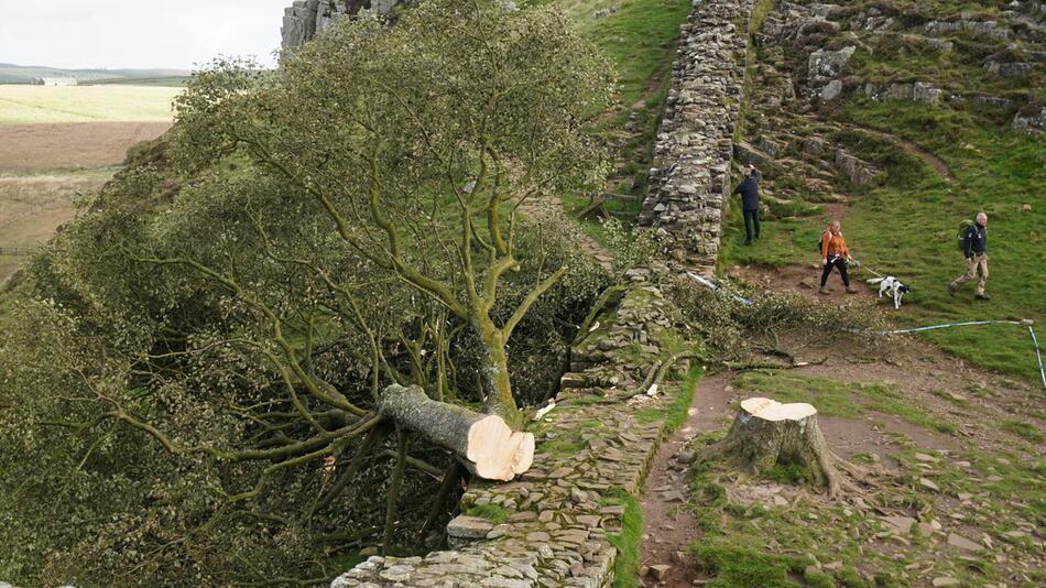 Berühmter Robin-Hood-Baum in Nordengland illegal gefällt