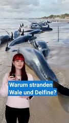 Warum stranden Wale und Delfine?