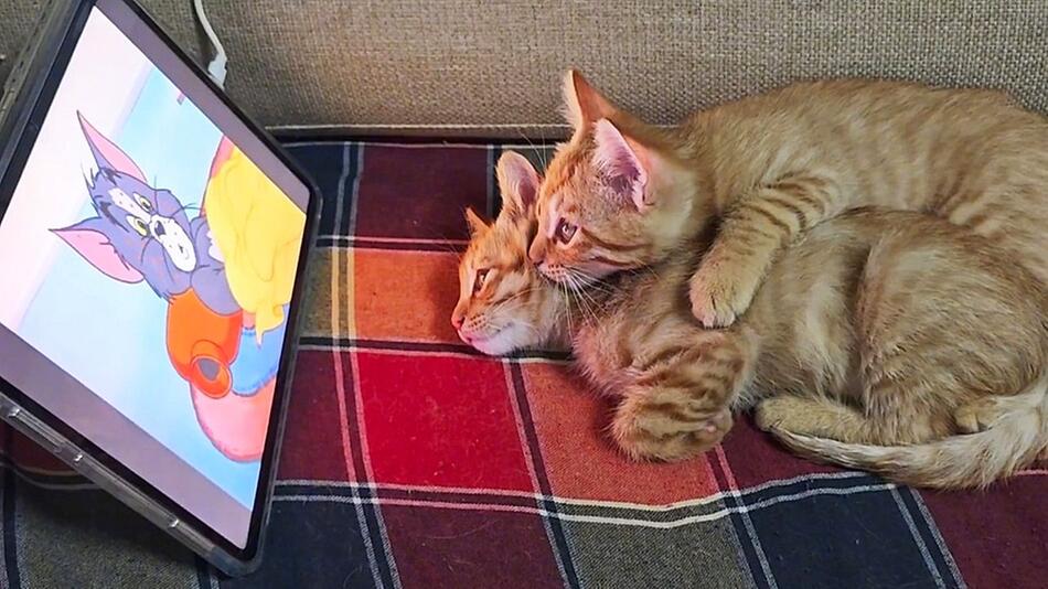 Glotzende Katzen: Stubentiger schauen gebannt „Tom und Jerry“