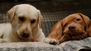 Keimgefahr bei Natur-Kausnacks: Hygiene für Hund und Halter
