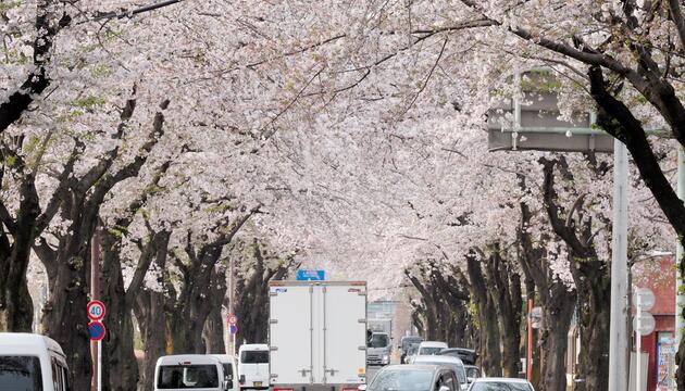 Saisonstart: Tokio im Zeichen der Kirschblüte