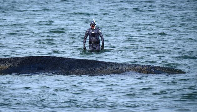 Wal an der Ostseeküste gestrandet