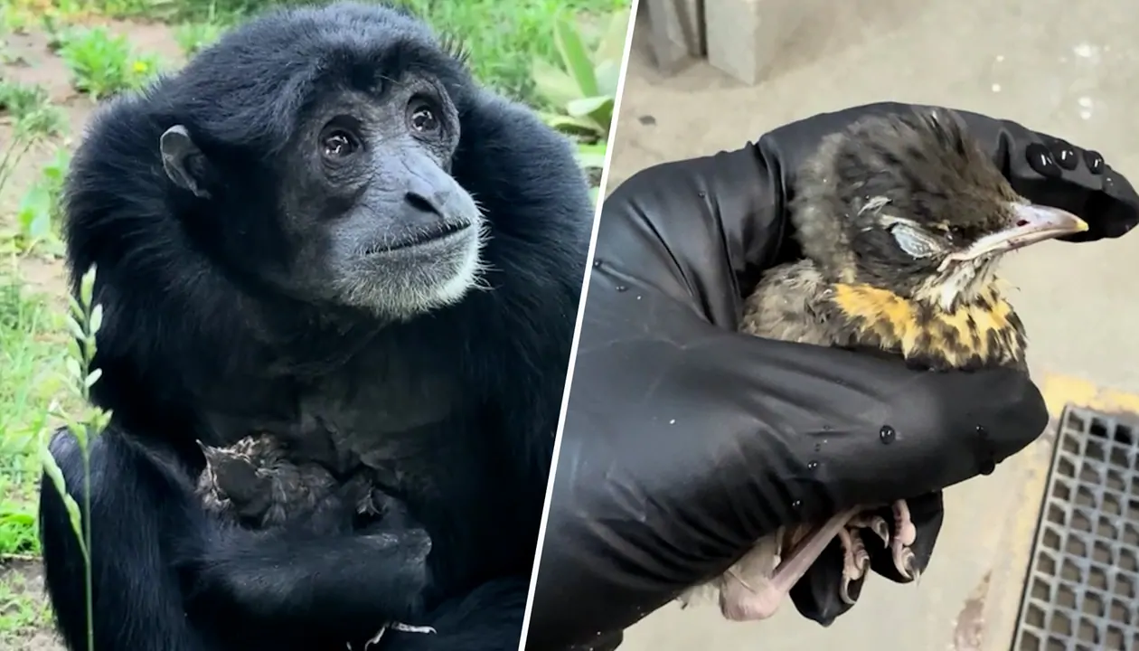 Unerwartete Tierfreundschaft: Siamang-Dame Eve beschützt verirrtes Vogelbaby