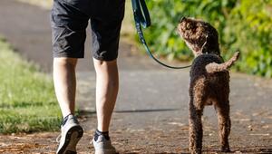Hund beim Spaziergang
