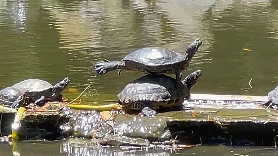 Yoga-Reptil: Schildkröte badet gekonnt in der Sonne