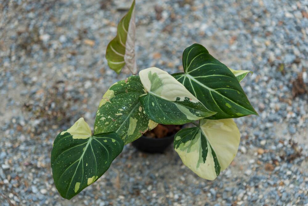 philodendron genevievianum Philodendron genevievianum – Pleated, Strappy Foliage