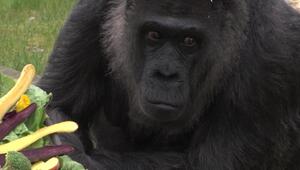Fatou: Die mutmaßlich älteste Gorilladame der Welt feiert 69. Geburtstag