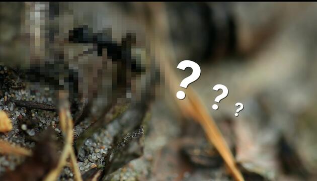 Welches Tier suchen wir?