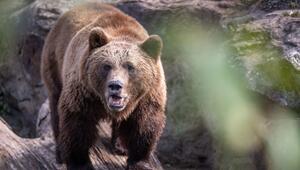 Braunbär