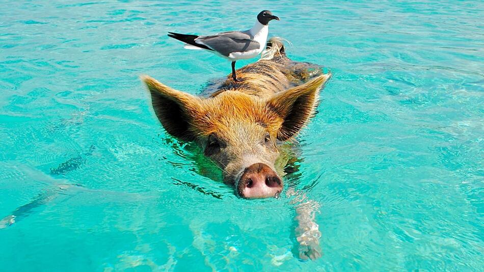 Schweine sind die einzigen Bewohner einer Insel auf den Bahamas.