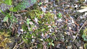 Hornspäne zum Düngen