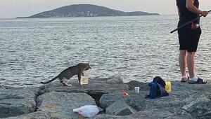 Freche Fischdiebin: Katze will Anglern in Istanbul die Beute klauen