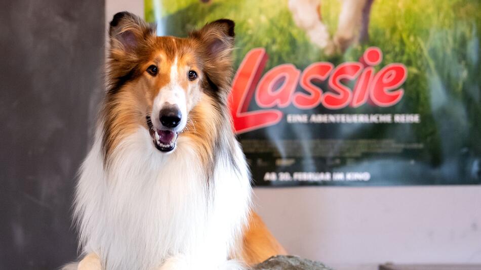 Lassie