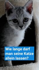 Wie lange darf man seine Katze allein lassen?