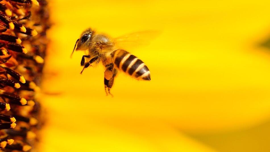 Insekten und vor allem Bienen sind durch unterschiedliche Faktoren gefährdet