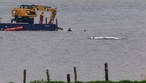 Rettungsaktion für den Buckelwal