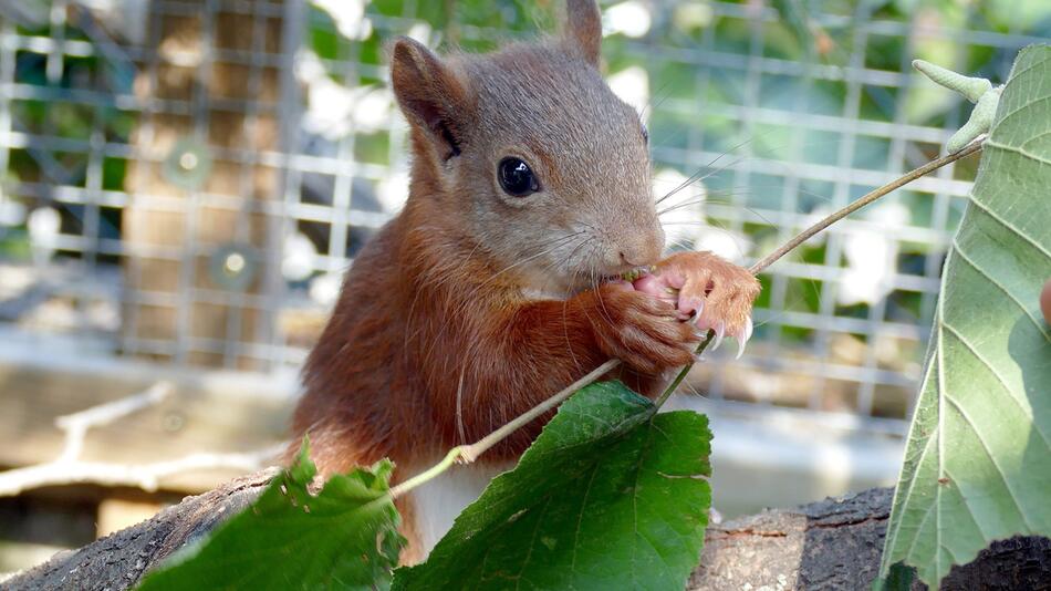 Eichhörnchen Pippilotta