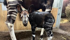 Waldgiraffen-Baby: Nachwuchs bei Okapis im Frankfurter Zoo