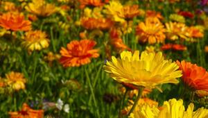 Ringelblumen Calendula