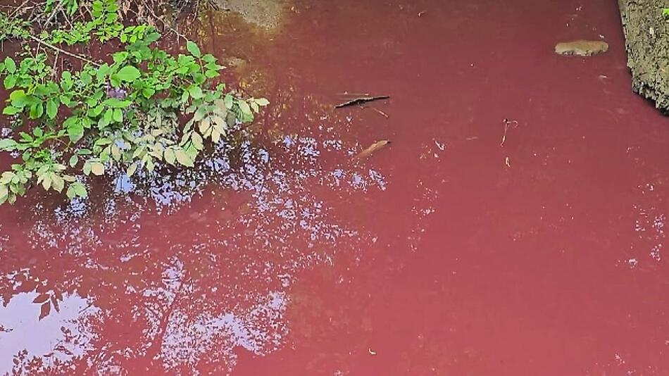 Bach blutrot: Flüssige Schweinegülle sorgt für schweres Umweltproblem in Ohio
