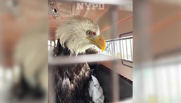 New York: Weißkopfseeadler von Polizei gerettet