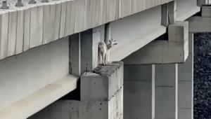 Waghalsiger Ausflug: Feuerwehr rettet gestrandete Ziege von Autobahnbrücke in Istanbul