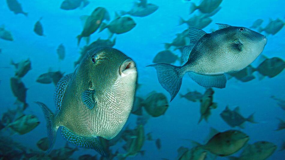 Mittelmeer-Drückerfisch