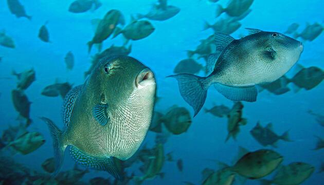 Mittelmeer-Drückerfisch