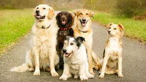 Fünf sitzende Hunde.