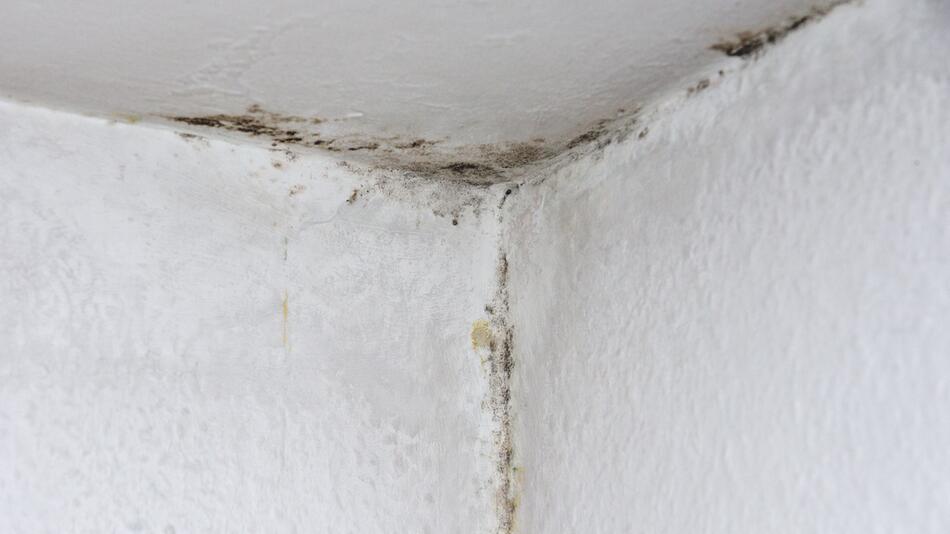 Schimmel in einer Wohnung