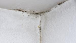 Schimmel in einer Wohnung