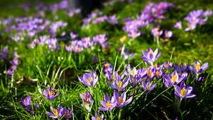 Krokusse wachsen im Sonnenschein auf einer Wiese
