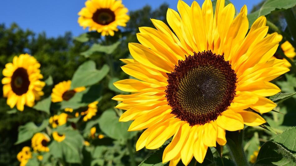 sonnenblumen pflanzen