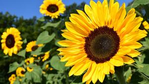 sonnenblumen pflanzen