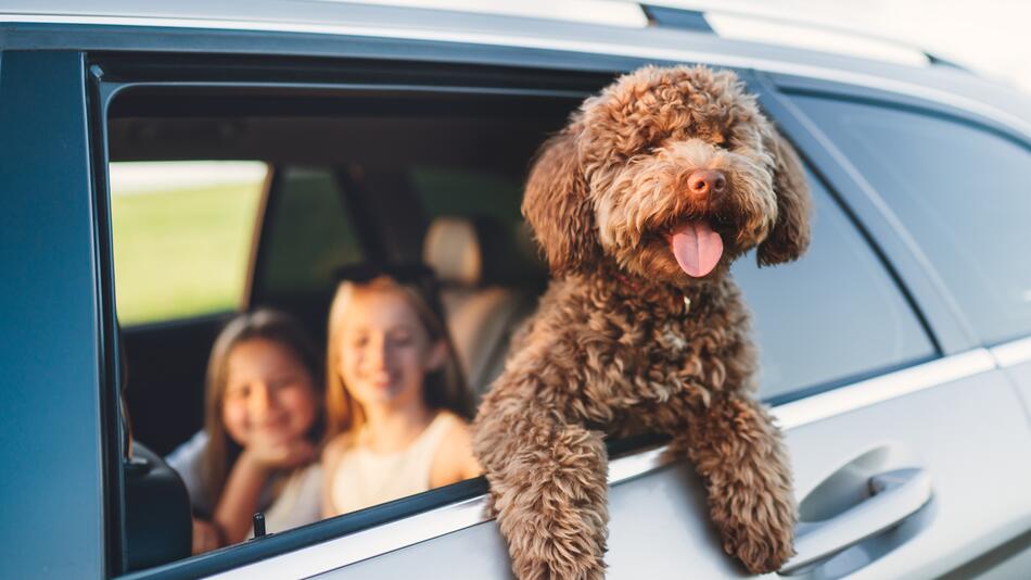 Hund im Auto