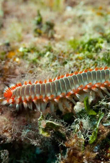 Feuerwurm
