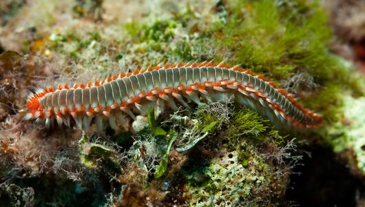 Feuerwurm