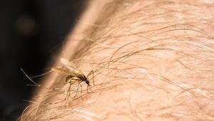 Eine Mücke sitzt auf einem Arm
