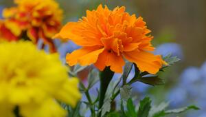 studentenblume tagetes